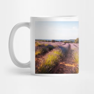 Campos de Lavanda al atardecer Mug